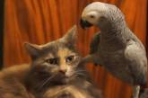 Смех до слез: наглые попугаи, которые достают котов (ВИДЕО)