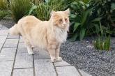 Популярный кот претендует на звание «новозеландца года». (ФОТО)
