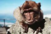 Сеть насмешила обезьяна, обожающая чистить зубы (ВИДЕО)