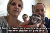 В США родился котенок с двумя мордочками. (ФОТО