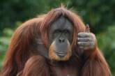 Прикол дня: орангутанг придумал, как сделать свою жизнь комфортнее (ВИДЕО)