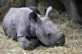 В чешском зоопарке редкого новорожденного носорога назвали в честь Киева (ФОТО)