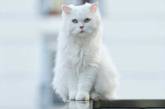 Ученые по «формуле» определили самых красивых кошек. (ФОТО)