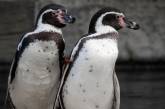 Плохие и хорошие «мальчики»: для пингвинов создали доску почета (ФОТО)
