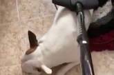 Сеть насмешила собака, которая обожает пылесос (ВИДЕО)