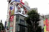 Жителей Токио удивил билборд с огромным мяукающим 3D-котом (ВИДЕО)