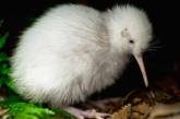В Новой Зеландии сообщили об исчезновении уникального вида птиц. (ФОТО)