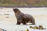 В Новой Зеландии закрыли дорогу, чтобы не мешать морским львам посещать пляж