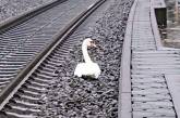 В Германии лебедь, потерявший друга, на час остановил поезда