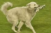 Игривый пес с бутсой в зубах прервал футбольный матч: его пришлось уносить на руках (ВИДЕО)