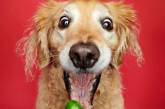 Сеть насмешили собаки, которые в восторге от брюссельской капусты (ФОТО)
