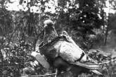 Во Франции нашли письмо, потерянное голубем в 1910 году