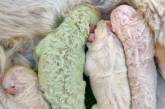 Фисташка: в Италии родился щенок с зеленой шерстью (ВИДЕО)