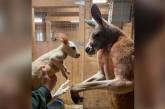 В зоопарке Нью-Йорка родился уникальный белый кенгуру (ФОТО)