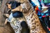Сеть покорила такса, подружившаяся с бенгальским котом (ФОТО)