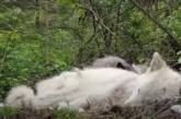 В зоопарке Нью-Йорка засняли самых ленивых в мире волков (ВИДЕО)