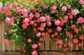Садовые розы: универсальное украшение любого участка. (ФОТО)