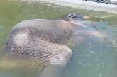 Сеть повеселил слон, заснувший в бассейне (ВИДЕО)