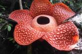 В Индонезии обнаружили самый большой в мире цветок. (ФОТО)