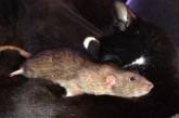 Сеть покорила кошка, подружившаяся с крысой (ФОТО)