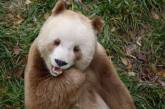 Так выглядит единственная в мире коричневая панда, содержащаяся в неволе. (ФОТО)
