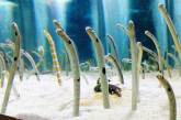 В Токио представители океанариума просят людей звонить «застенчивым» угрям (ВИДЕО)