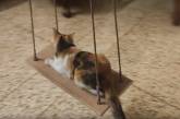 Кошка расслабилась на качелях и стала звездой Сети (ВИДЕО)