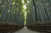 Самый красивый бамбуковый лес Сагано в Киото. (ФОТО)