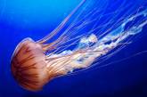 Фотограф показал красоту медуз. (ФОТО)