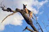 Сеть рассмешила собака, которая взобралась на верхушку дерева (ФОТО)