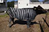 В Японии собираются перекрасить коров в зебр. (ФОТО)