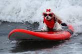 Красочные кадры собак-серферов из Калифорнии. (ФОТО)
