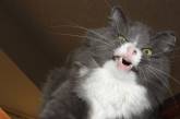 Смешные фото котов, которых подловили на середине чиха (ФОТО)