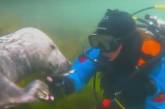 Новый хит: тюлень пожал руку дайверу (ФОТО)