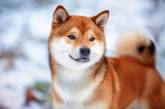 Очаровательные собаки сиба-ину, на которых невозможно смотреть без улыбки (ФОТО)