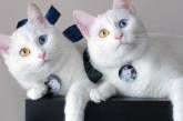 Уникальные кошки с разными цветами глаз.(ФОТО)
