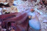 Новый хит: как осьминоги меняют цвет (ВИДЕО)