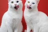 Эффектные снимки белых кошек с глазами разного цвета. (ФОТО)