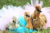 Новый тренд: цыплят и кур одевают в балетные пачки (ФОТО)