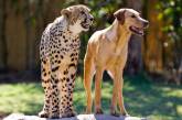 Трогательные кадры дружбы гепардов и собаки. (ФОТО)