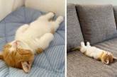 Сеть рассмешил котенок, который спит как человек(ФОТО)