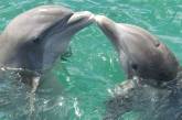 Неожиданные факты о дельфинах. (ФОТО)