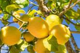 Названы целебные свойства лимонов