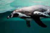 В Японии пингвины "объявили" голодовку  (ВИДЕО)