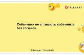 Успішний дятел добився всього сам: веселі жарти про братів наших менших (ФОТО)