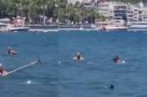 У Туреччині відпочивальники граблями відбивалися від марліна, прийнявши його за акулу (ФОТО)