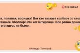 Наш кот тоже сначала не любил пылесос, а потом ничего — втянулся: шутки о домашних питомцах (ФОТО)