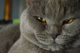 Вчені знайшли спосіб з'ясувати, чи є кіт "психопатом"