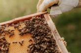 У Британії готель пропонує пожити поряд із бджолами (ФОТО)