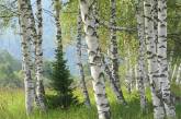 6 деревьев, которые помогут выжить в лесу. ФОТО